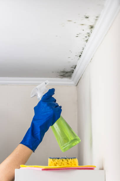 Best Residential Mold Remediation in Roanoke Rapids, NC